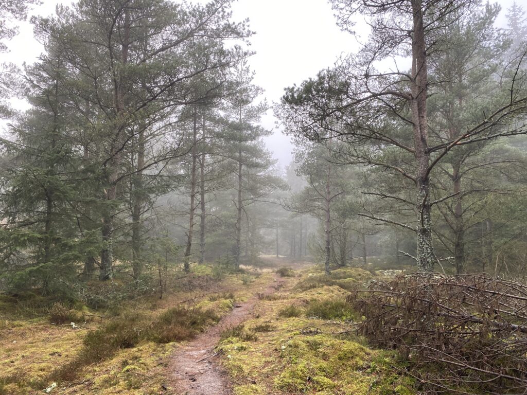 Ridestierne i Vester Thorup Klitplantage