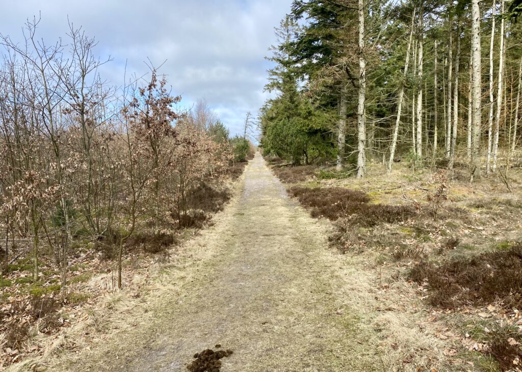 Ridestien i Østerild Plantage