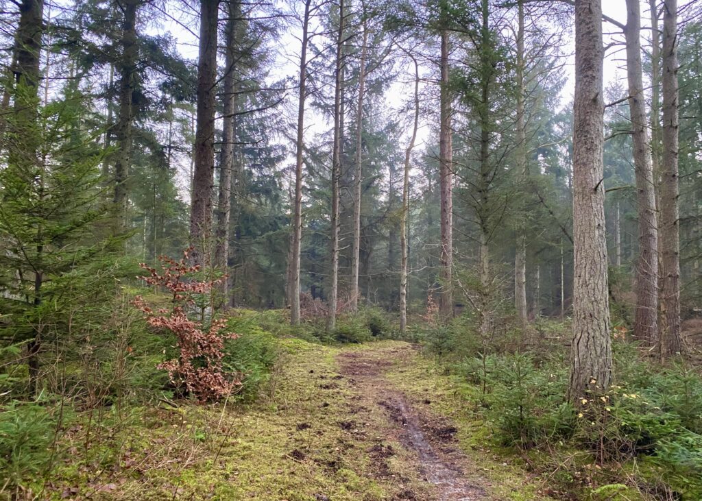 Hvidbjerg Klitplantage