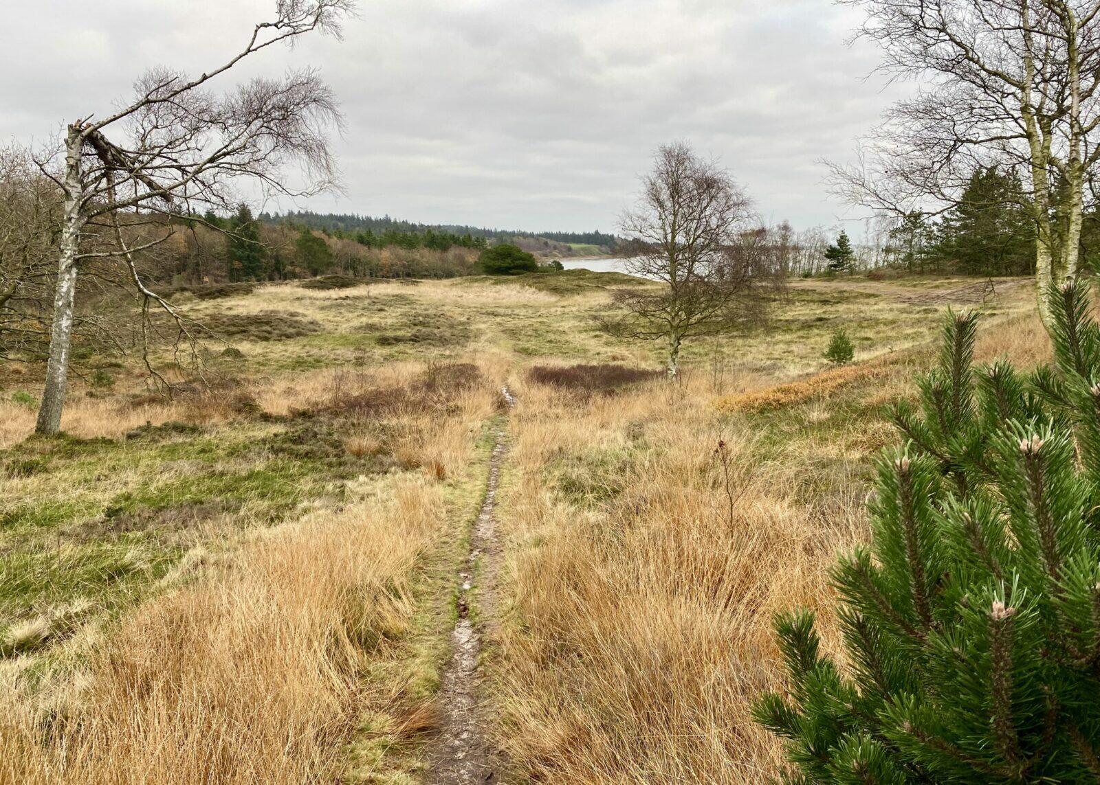 Ydby Hede rundturen - Vandreture i Thy