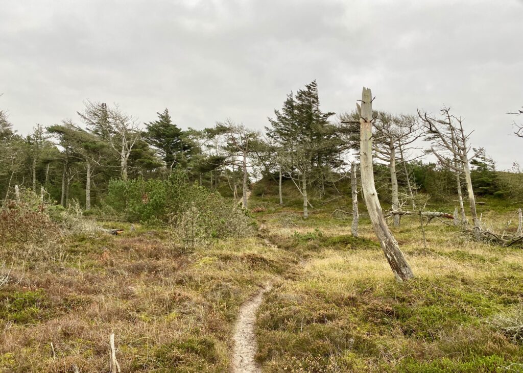 Bøgsted Rende ruten - Vandreture i Thy