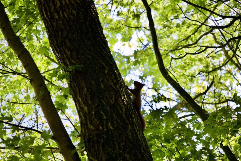 Hjertestien i Dover Plantage - Vandreture i Thy