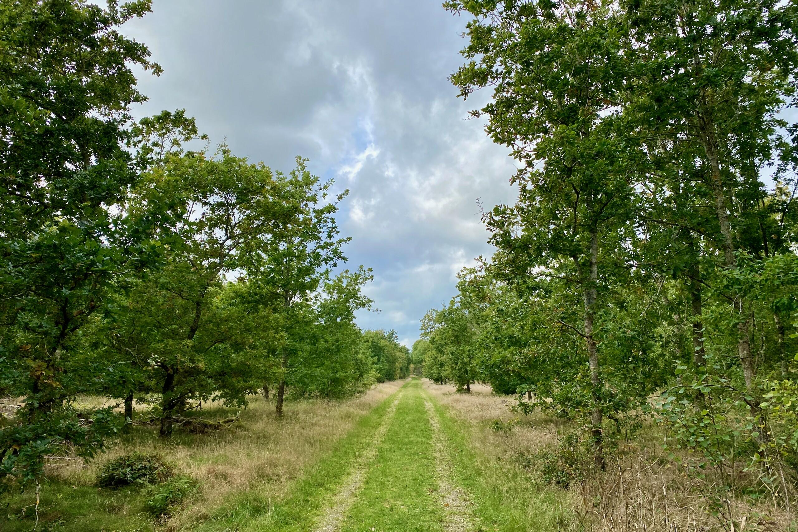 Plantør Hansens Rute - Vandreture i Thy