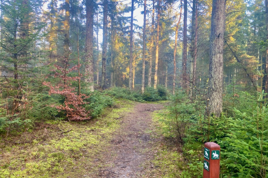 Ridestien i Hvidbjerg Klitplantage