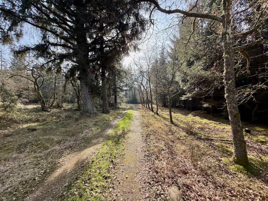 IMG_2202 Ridestien i Madsbøl Klitplantage