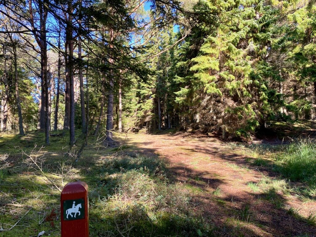 Ridestien i Nystrup Klitplantage