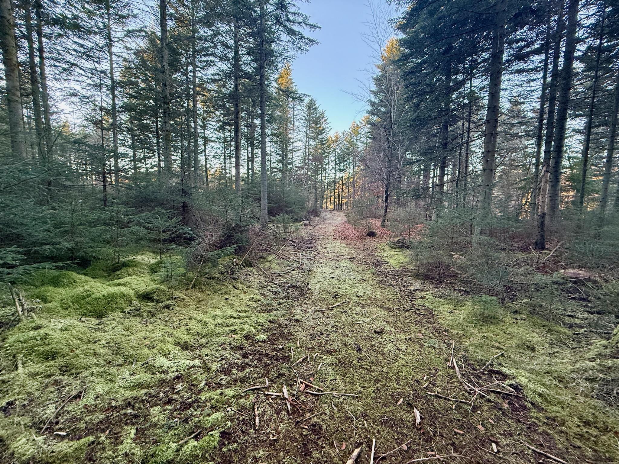 Rævehale ruten  - Vandreture i Thy