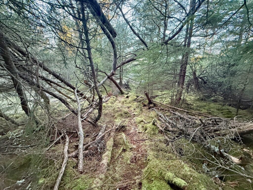 Rævehale ruten  - Vandreture i Thy