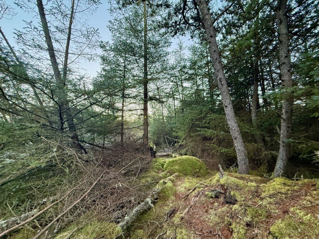 Rævehale ruten  - Vandreture i Thy