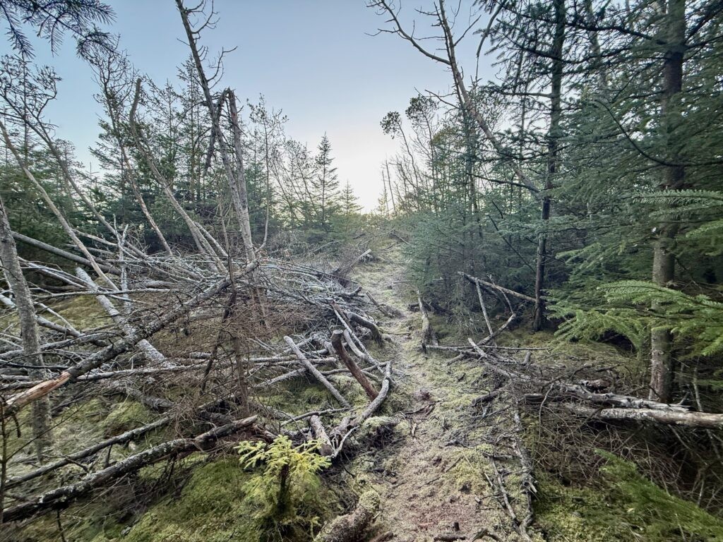 Rævehale ruten  - Vandreture i Thy